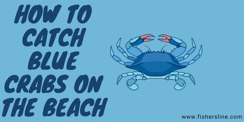How-to-Catch-Blue-Crabs-On-the-Beach