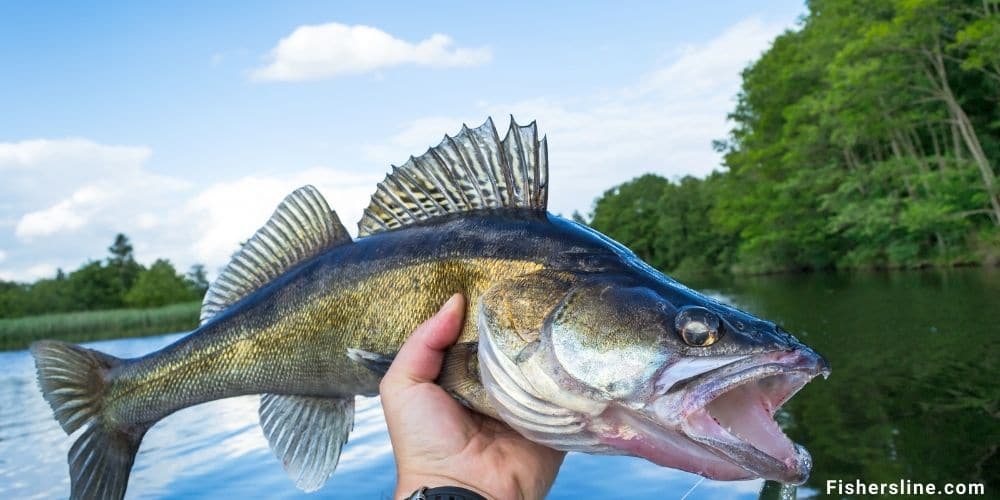 How to Choose the Best Walleye Fishing Reel