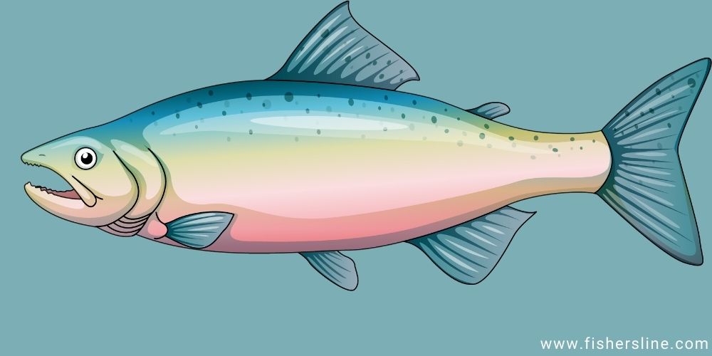 trout-fish-illustration
