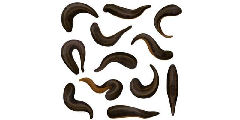 Leeches type of fishing worms