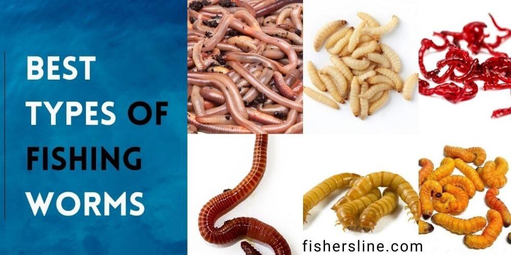 best types of fishing worms