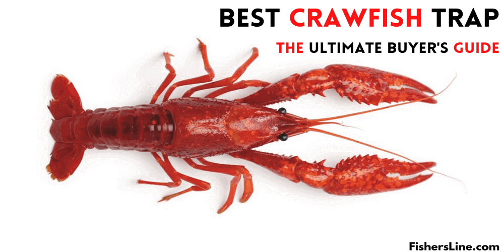 Best Crawfish Trap 2021- The Ultimate Buyer’s Guide