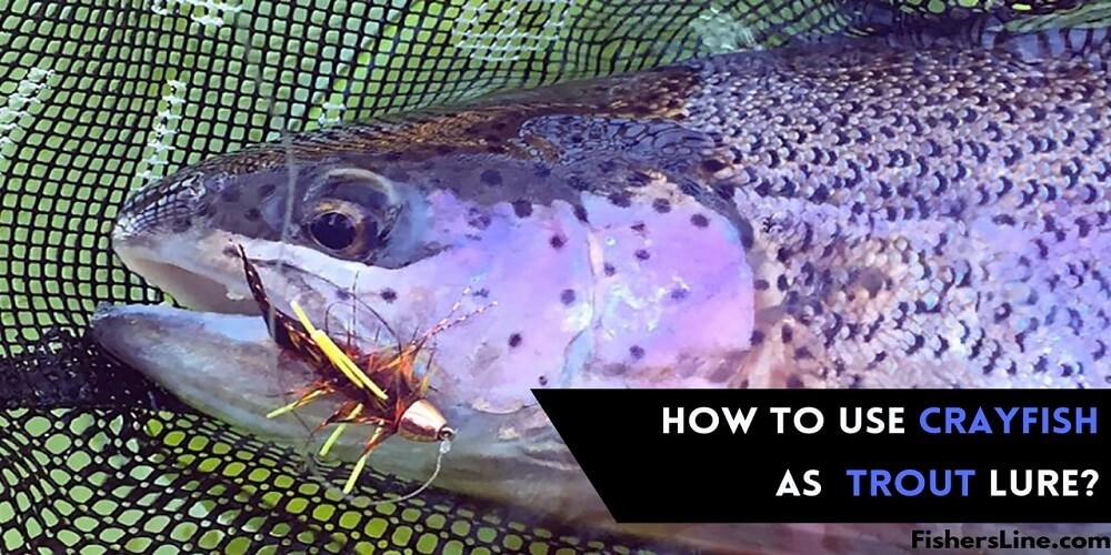 How to Use a Crayfish as a Trout Lure