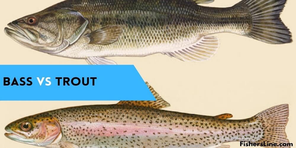 Bass vs trout